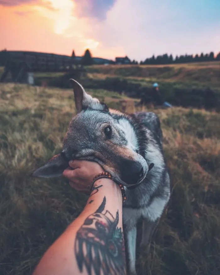 Tired Of #FollowMeTo Instagram Pics? This Guy Pets His Dog Everywhere He Goes, And It’s 36 Times Better
