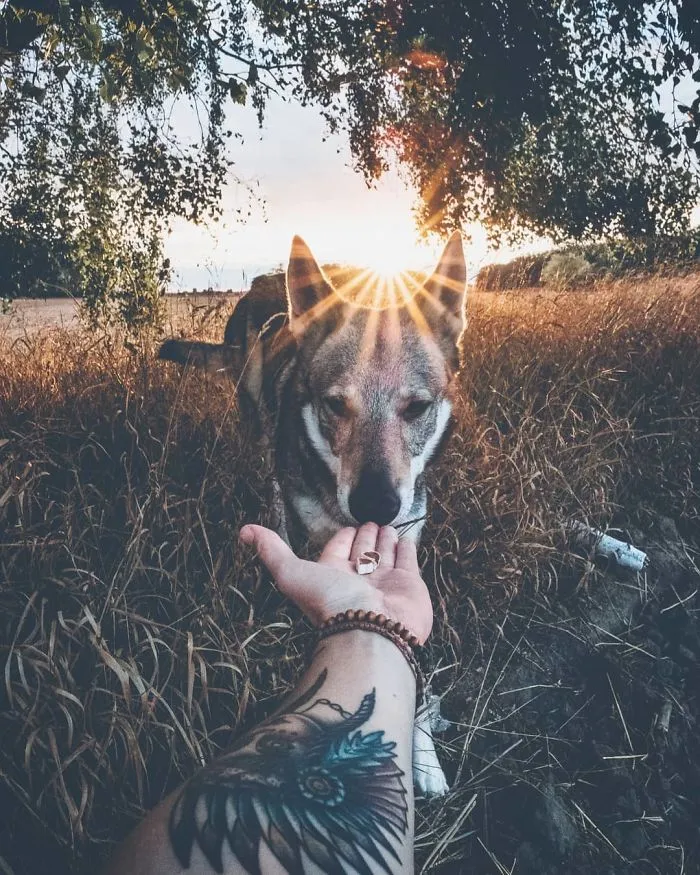 ¿Harto de las fotos de Instagram #FollowMeTo? Este hombre se lleva a su perro a dondequiera que vaya y es 1000 veces mejor