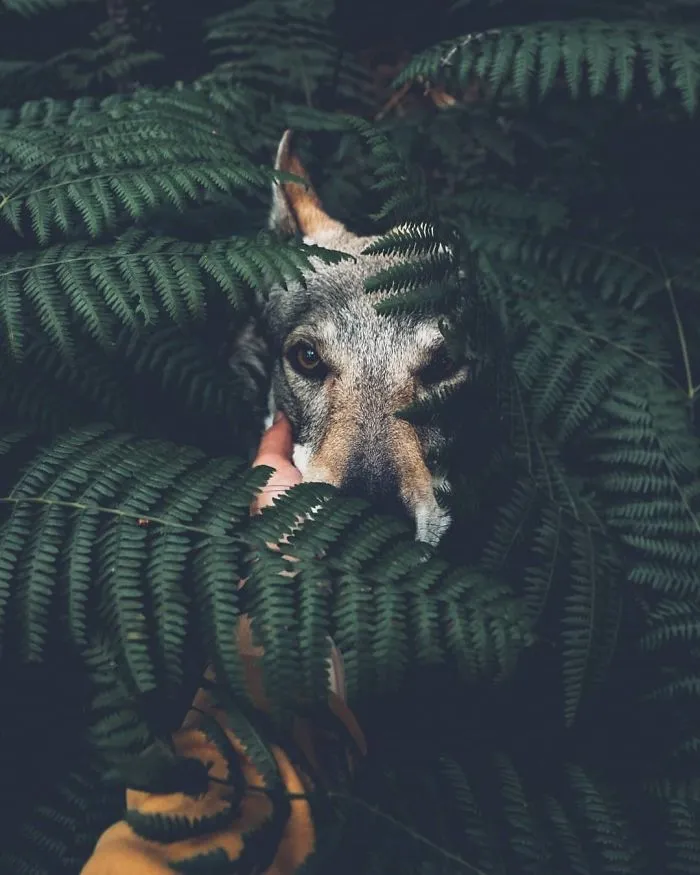 ¿Harto de las fotos de Instagram #FollowMeTo? Este hombre se lleva a su perro a dondequiera que vaya y es 1000 veces mejor