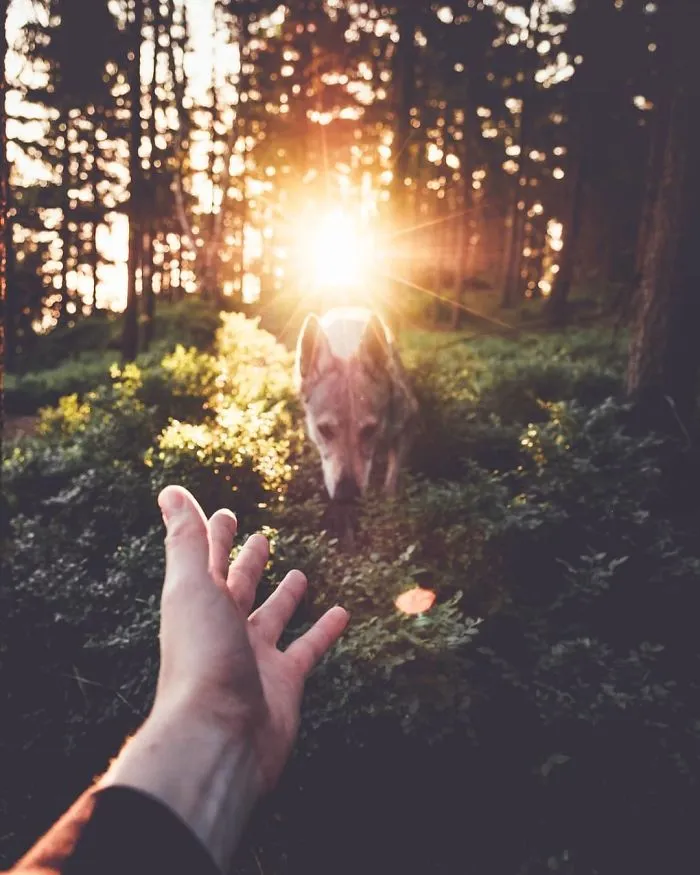 Tired Of #FollowMeTo Instagram Pics? This Guy Pets His Dog Everywhere He Goes, And It’s 36 Times Better
