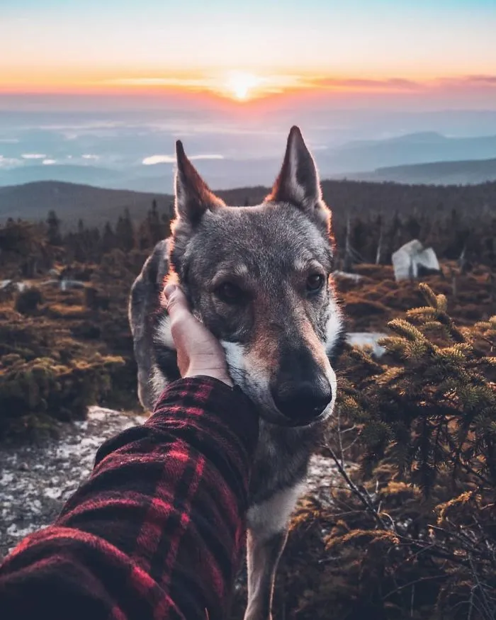 ¿Harto de las fotos de Instagram #FollowMeTo? Este hombre se lleva a su perro a dondequiera que vaya y es 1000 veces mejor