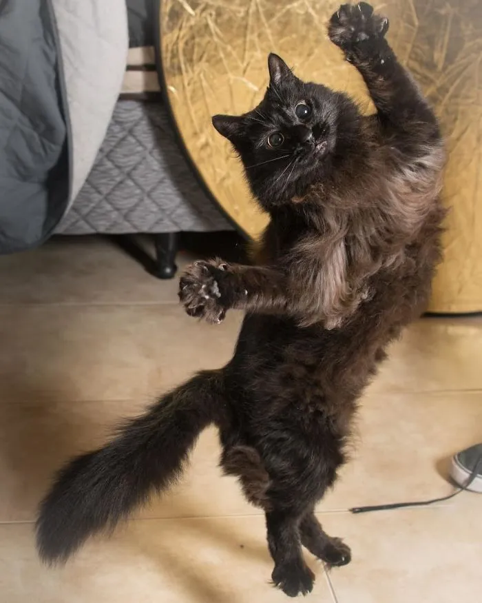 30 Of The Funniest Dancing Cat Pics