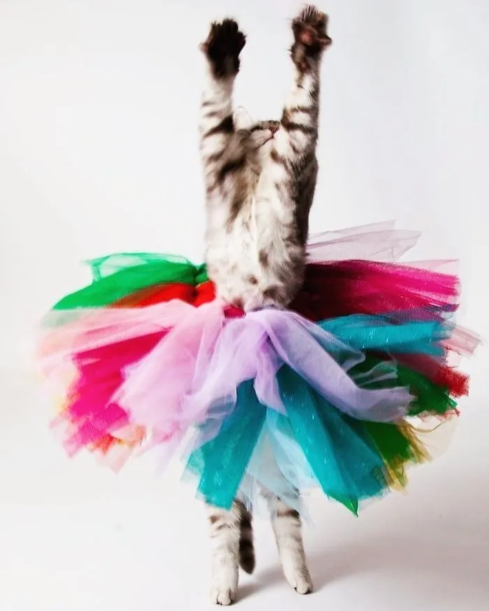 30 Of The Funniest Dancing Cat Pics