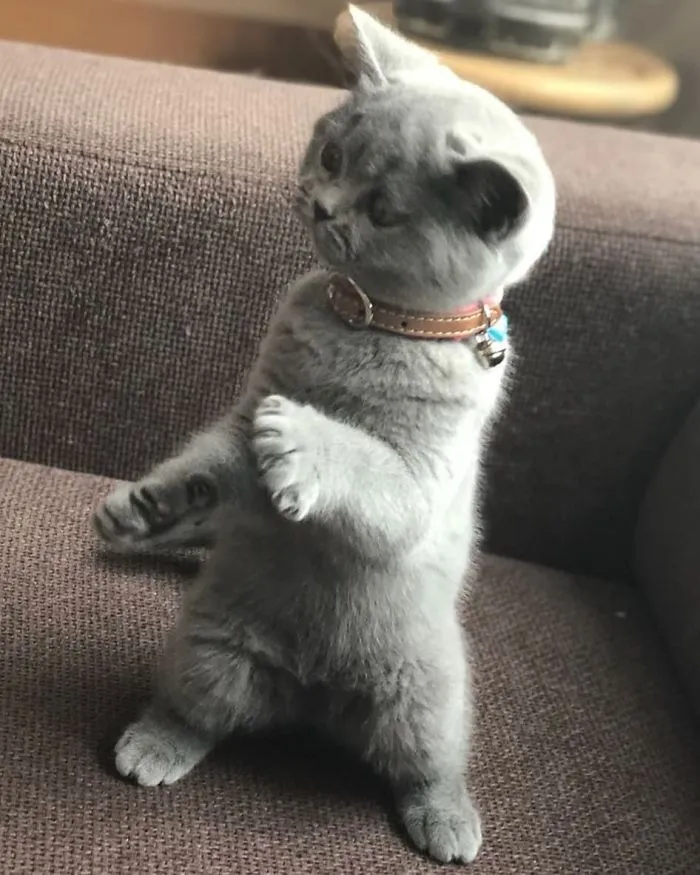 30 Of The Funniest Dancing Cat Pics