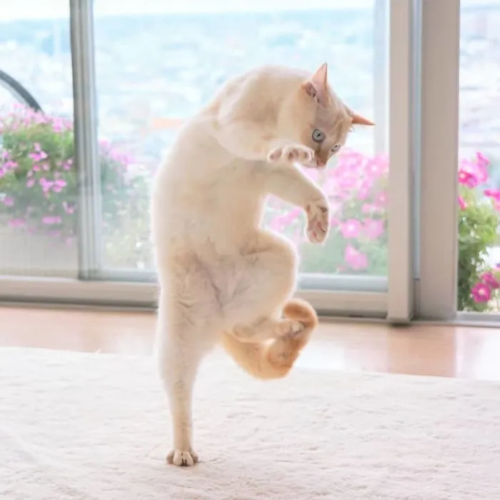 30 Of The Funniest Dancing Cat Pics