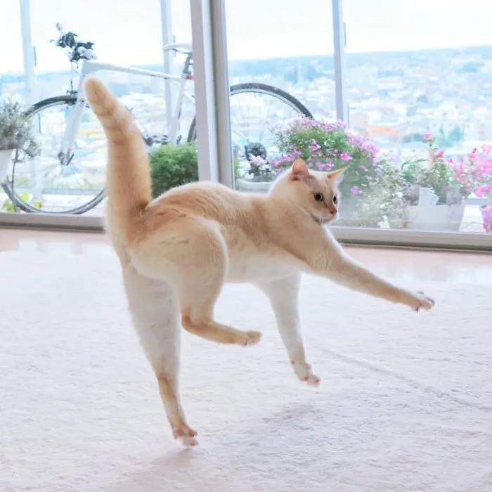 30 Of The Funniest Dancing Cat Pics