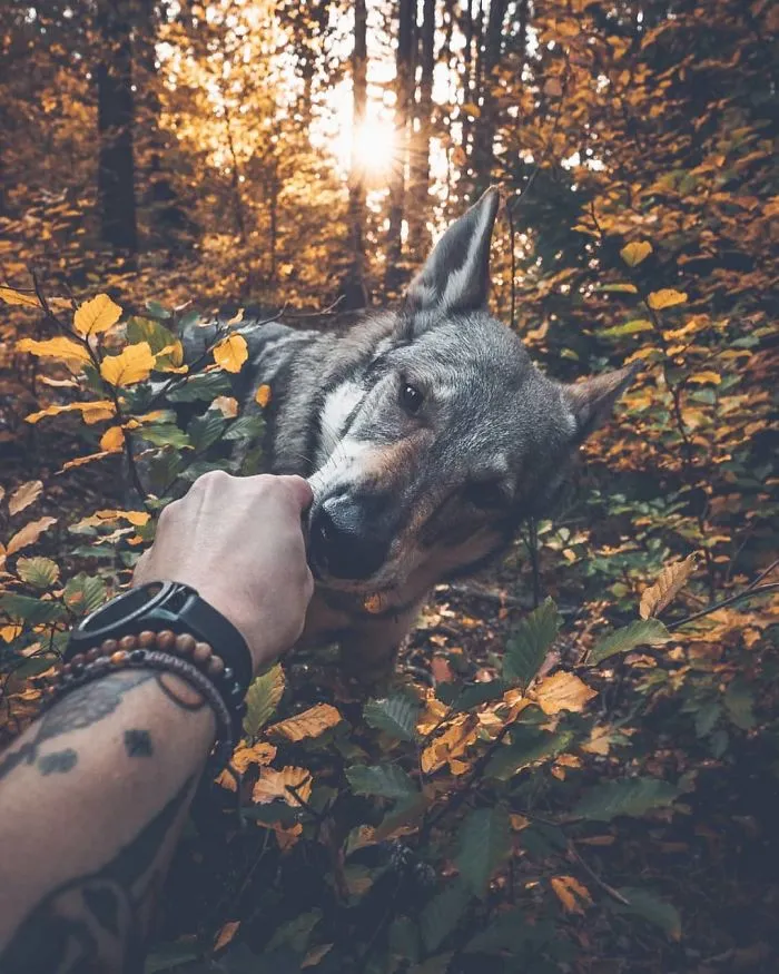 Tired Of #FollowMeTo Instagram Pics? This Guy Pets His Dog Everywhere He Goes, And It’s 36 Times Better