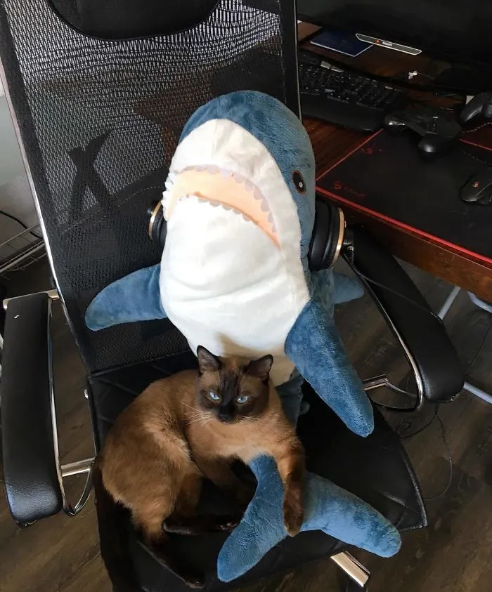 10+ Fotos que demuestran que este tiburón de peluche de IKEA se ha vuelto una obsesión