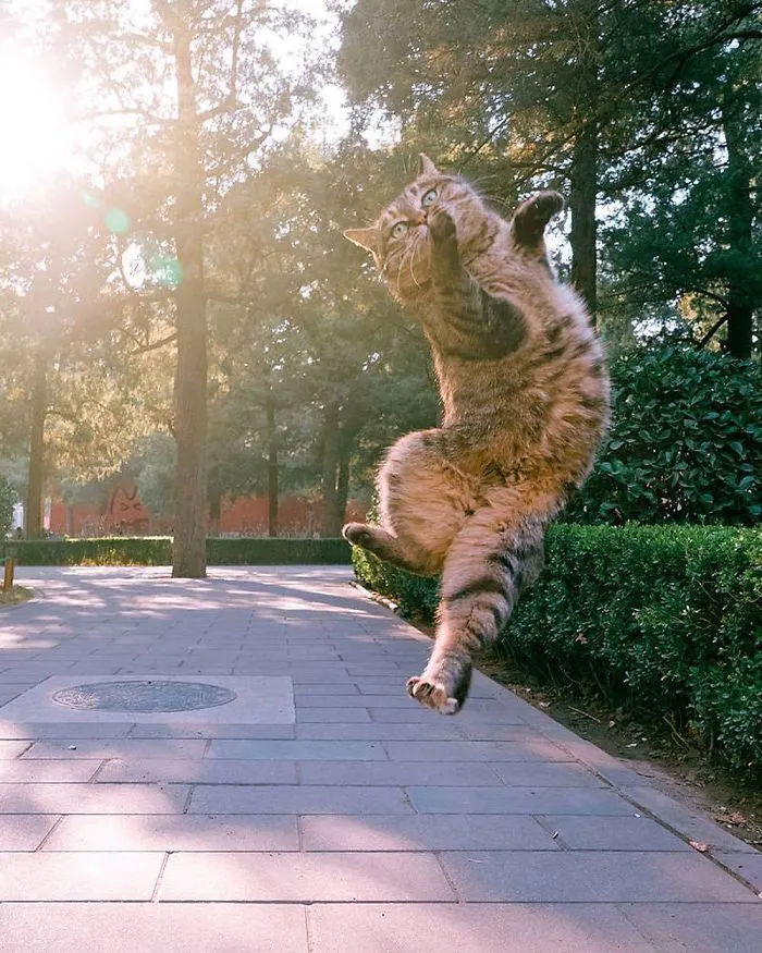 30 Of The Funniest Dancing Cat Pics
