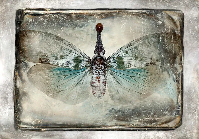 I Combine The Oldest Type Of Photography With Modern Technology Creating A New Technique Dagegraphy