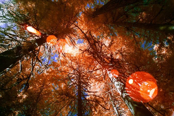I Went On A Mushroom Trip In Tofino, Bc With My Camera, And Here Are The Photos To Prove It