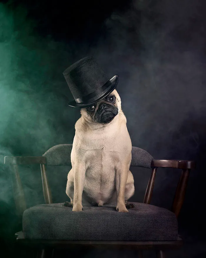 I Photograph Animals Every Halloween