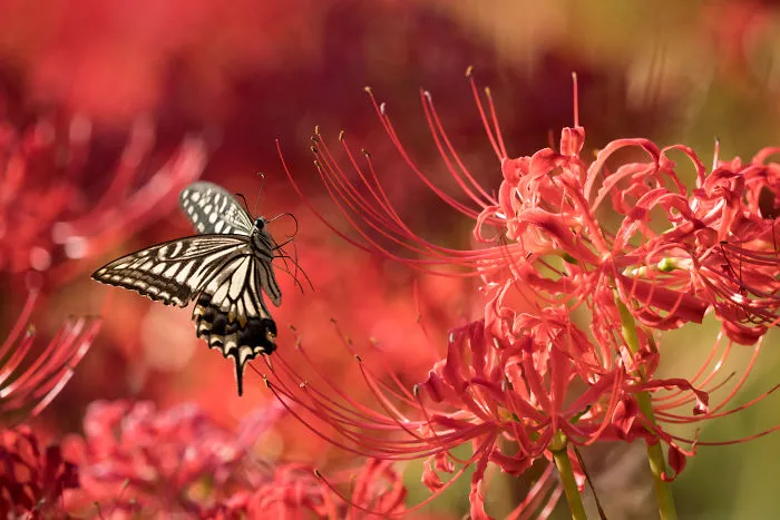 My Tips To Photographing Flying Butterflies