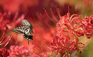 My Tips To Photographing Flying Butterflies