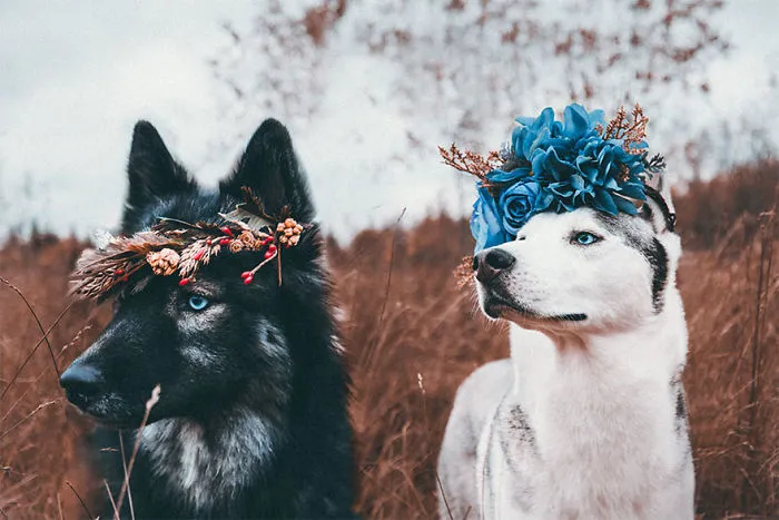 Would You Like An Adventure Now, Or Shall We Have Tea First?