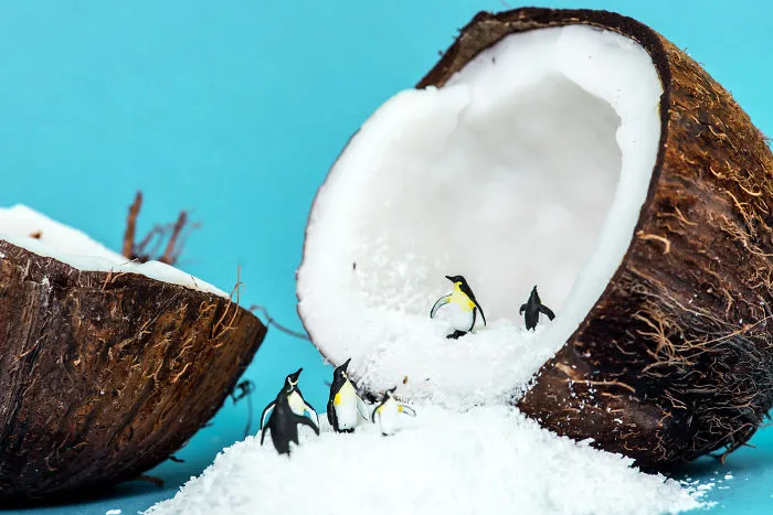 Antarticoco