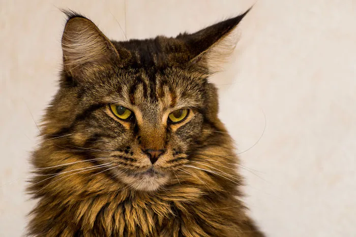This Is Ronja One Of My Three Maine Coons
