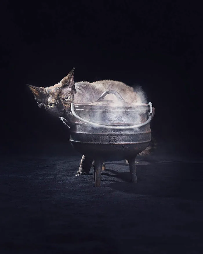 I Photograph Animals Every Halloween