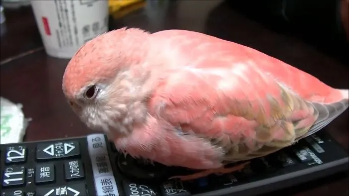 Try Not To Aww Watching Cutest Parrots In The World