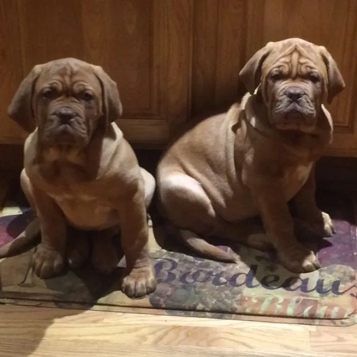 Double Dogue De Bordeaux
