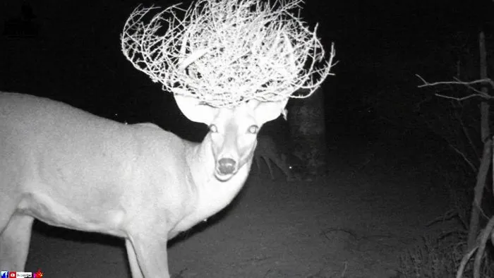 20 Funny Photos Of Wild Animals Who Didn’t Realize They Were Being Snapped By Hidden Trail Cams