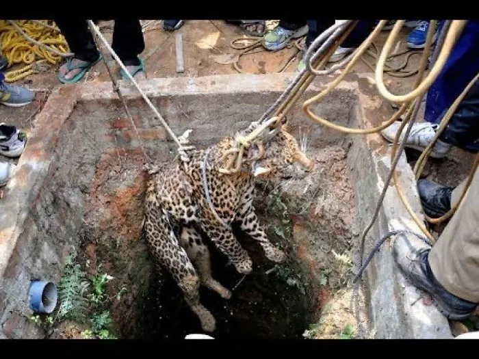 Leopard Rescue Live - Animals Rescue