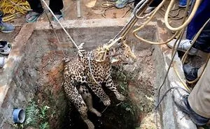 Leopard Rescue Live - Animals Rescue