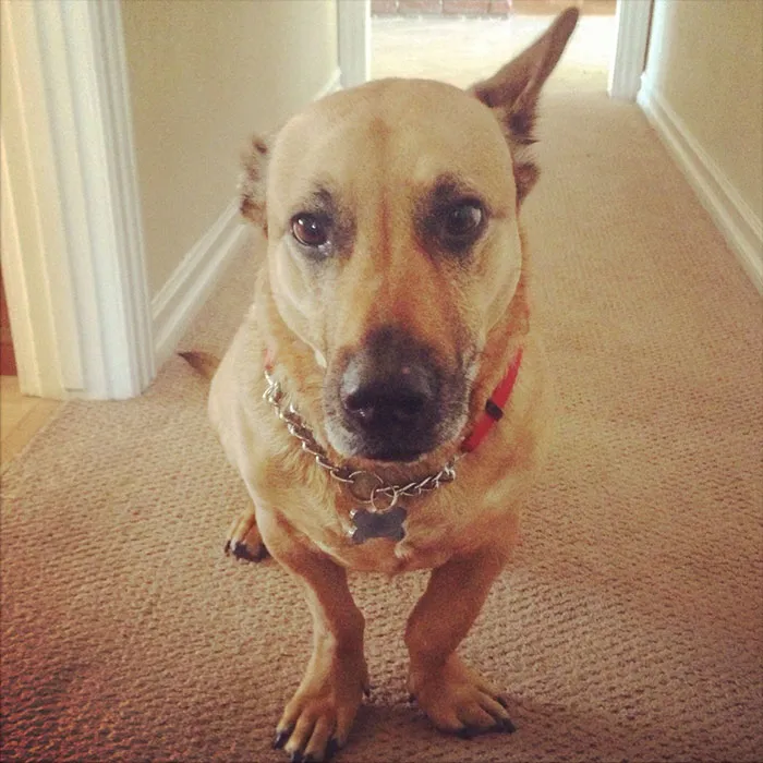 118 Of The Most Unbelievably Smart Things Animals Have Done That Surprised People