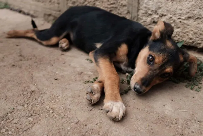 I Photograph Street And Shelter Dogs