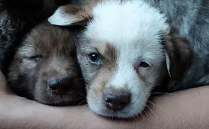 I Photograph Street And Shelter Dogs