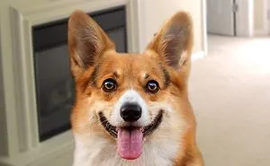 Funny Corgi Compilation