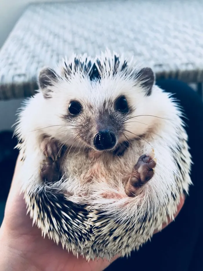 It’s Time For Some Belly Rubs