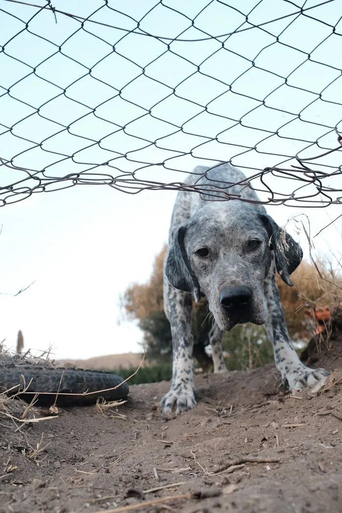 I Photograph Street And Shelter Dogs