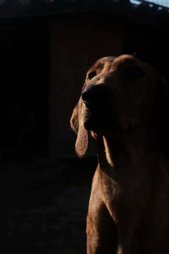 I Photograph Street And Shelter Dogs