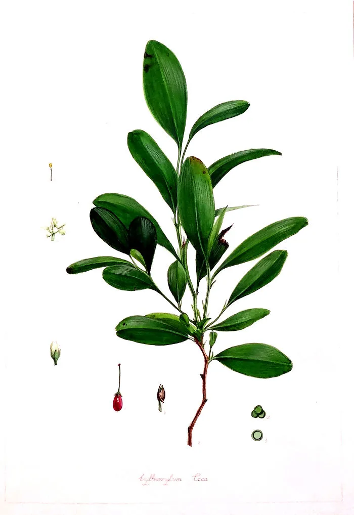 Coca Tree