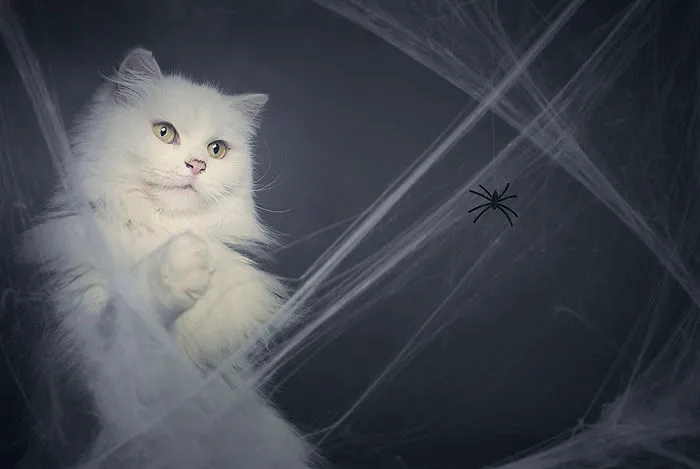I Photograph Animals Every Halloween