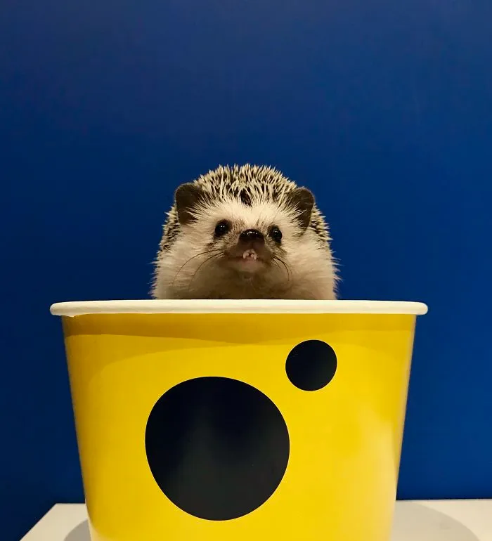 "Hello Dentist, Please Check My Teeth"