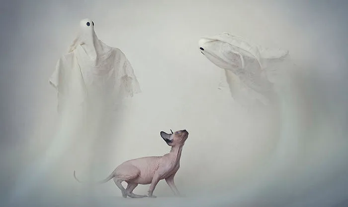 I Photograph Animals Every Halloween