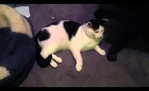 Catty