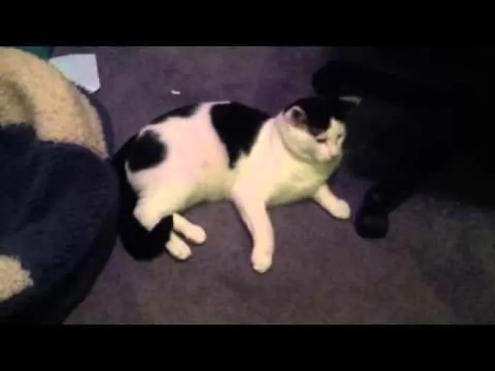 Catty