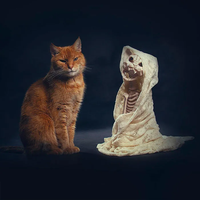 I Photograph Animals Every Halloween