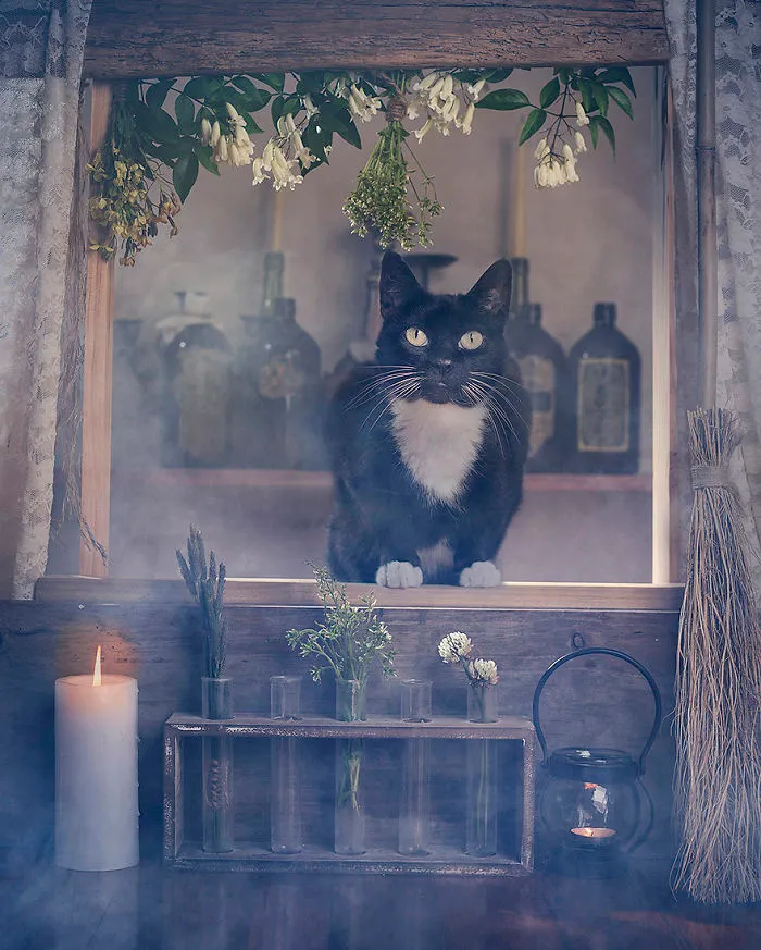I Photograph Animals Every Halloween