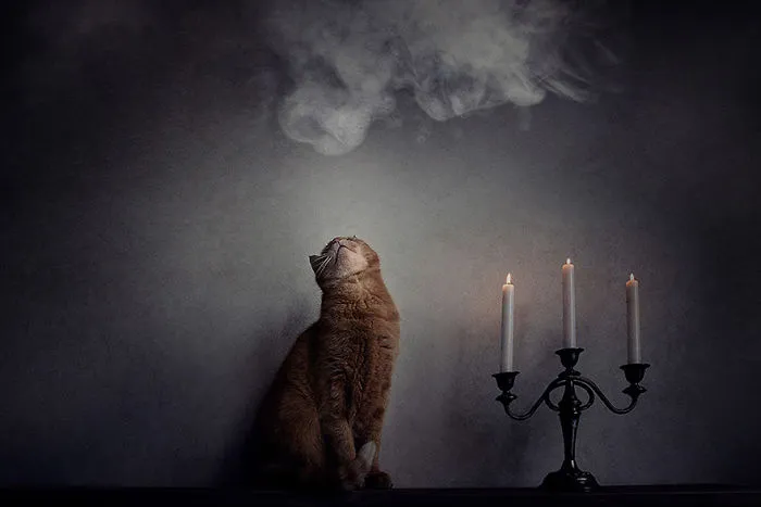 I Photograph Animals Every Halloween