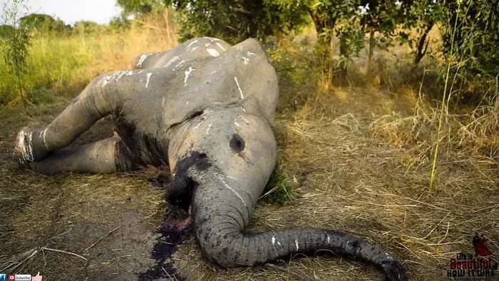When This Wild Elephant Gave Birth, She Delivered A Surprise That Hadn’t Been Seen In 40 Years