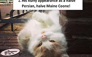 The Universitycat In Mourning