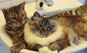 Two Inseparable Cats - Love At First Sight
