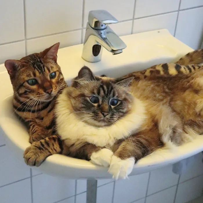 Two Inseparable Cats - Love At First Sight