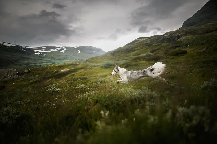 Adventurous Dogs In Breathtaking Landscapes: I Photographed Four-Legged Models In Norway, Iceland And Alaska (30 Pics)
