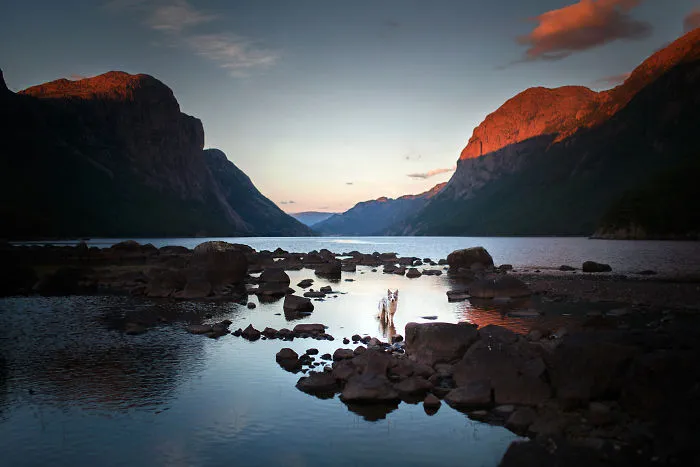 Adventurous Dogs In Breathtaking Landscapes: I Photographed Four-Legged Models In Norway, Iceland And Alaska (30 Pics)
