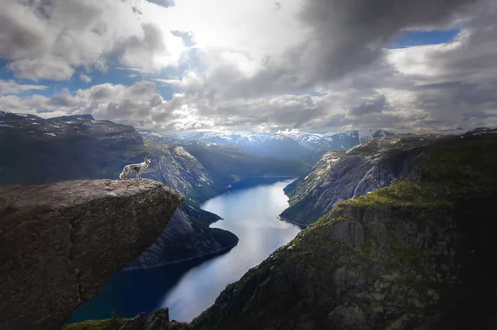 Adventurous Dogs In Breathtaking Landscapes: I Photographed Four-Legged Models In Norway, Iceland And Alaska (30 Pics)